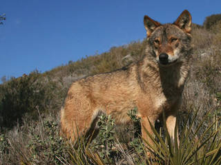 Lobo Park Antequera © Lobo Park Antequera